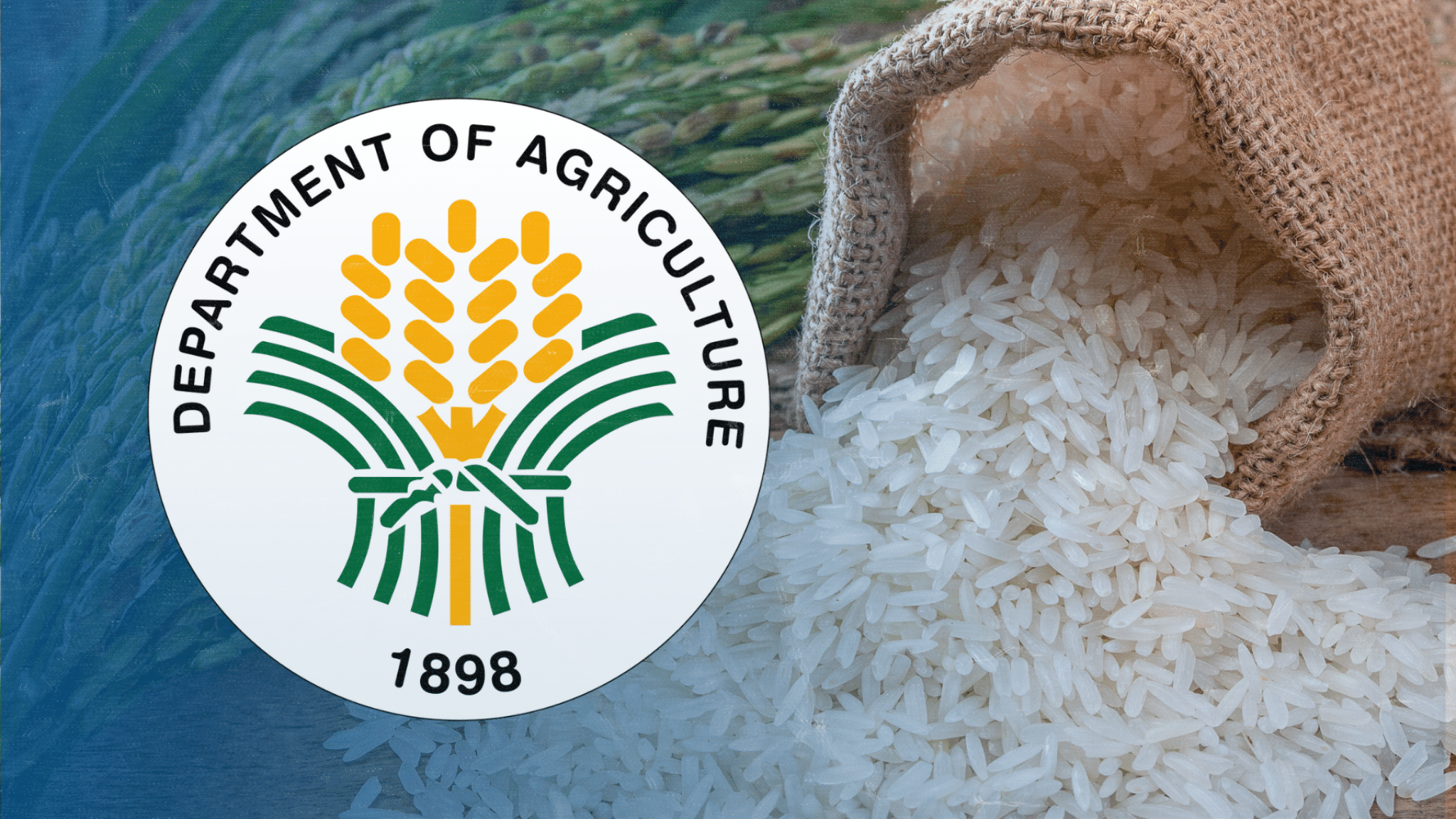 The Department of Agriculture (DA) is pinning its hopes for lower rice prices on a maximum suggested retail price (MSRP) for premium grains, believing that making high-class varieties cheaper would also impact regular-milled rice.