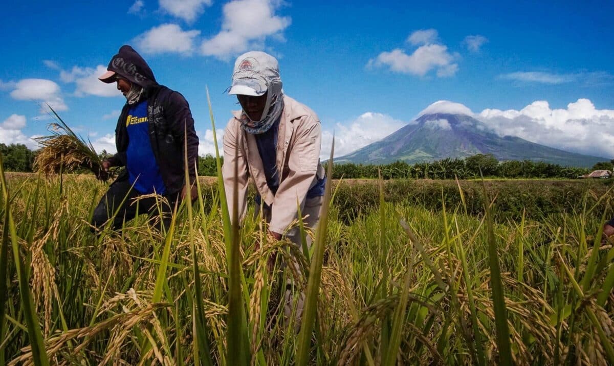 FARMWORK With Mayon Volcano providing a stunning backdrop, farmers harvest organic rice at Barangay Pawa in Legazpi City, Albay, in this photo taken in November 2019. Farmers’ groups on Labor Day issued calls for increased wages for agricultural workers, especially in remote provinces.